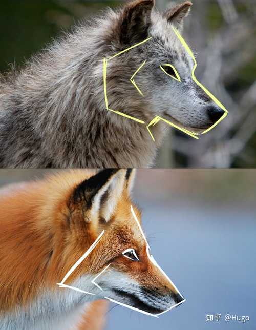 狐狸的身体结构怎么画啊?