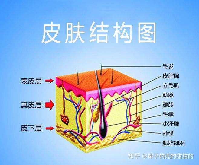 我们先来看看人体最大的器官,皮肤的解剖结构图