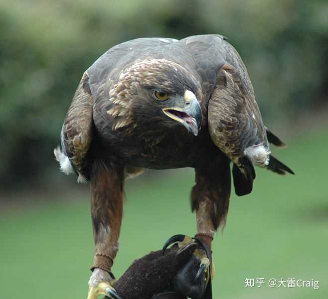 金雕这一生物的名称由来是怎样的有哪些天性与本能