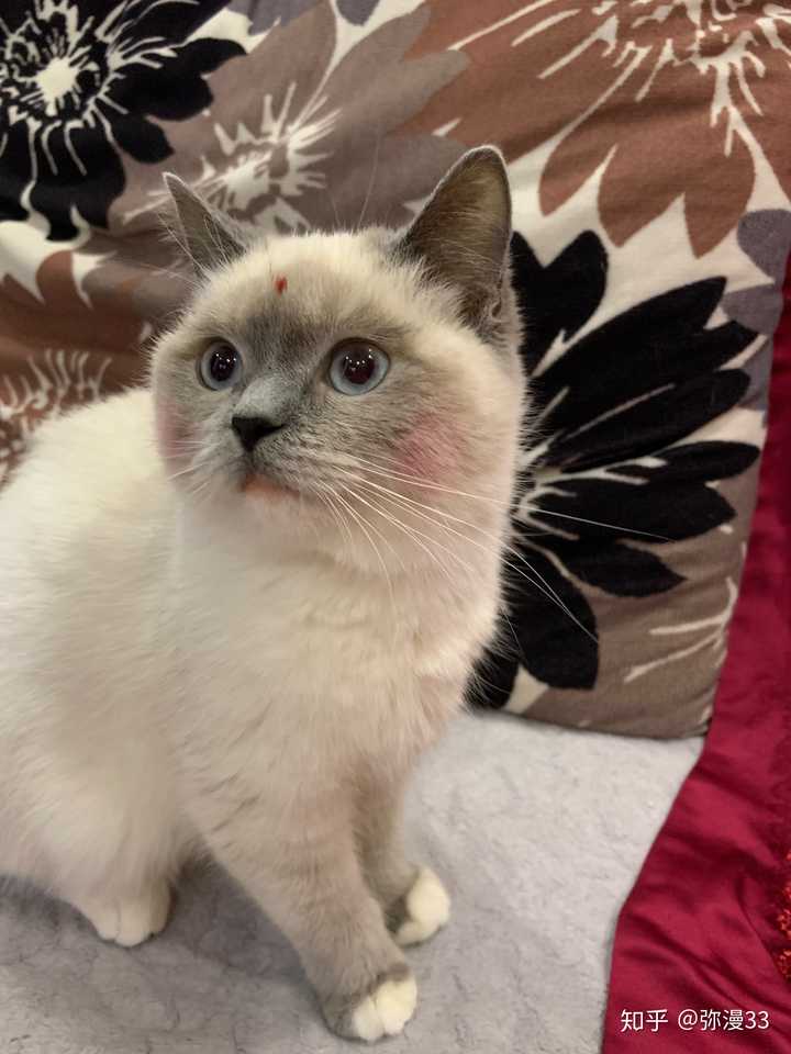 有人试过布偶猫和蓝猫配种的吗?