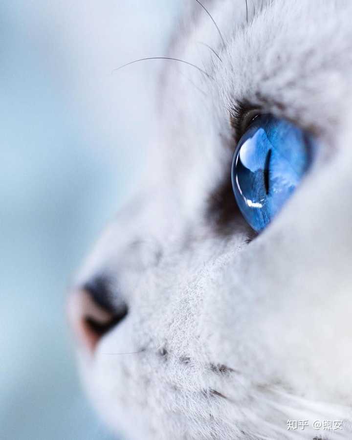 你们见过的最漂亮的猫眼睛是什么颜色