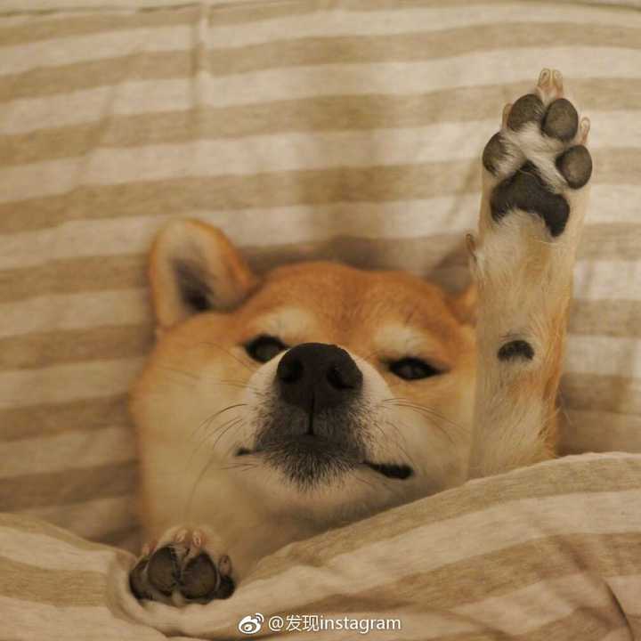 有没有一些柴犬或二哈超可爱的壁纸或头像?