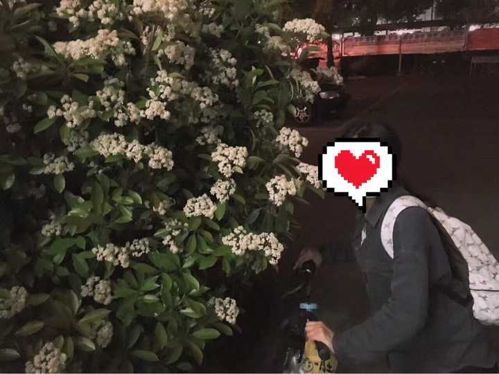 石楠花闻起来有精液的味道,为什么很多学校种石楠花?
