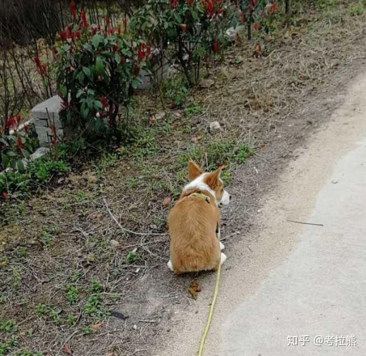养一只柯基有多萌?