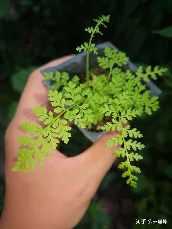 我觉得裟椤,也就是树蕨类进化的最完美