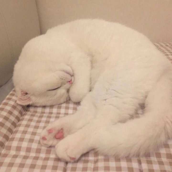 求图来了 有没有敲可爱的猫咪头像?
