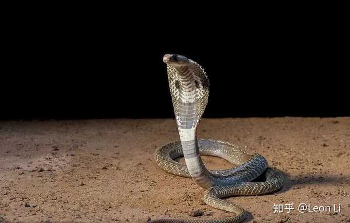 在徒步或越野跑,遇到毒蛇应该怎样处理?