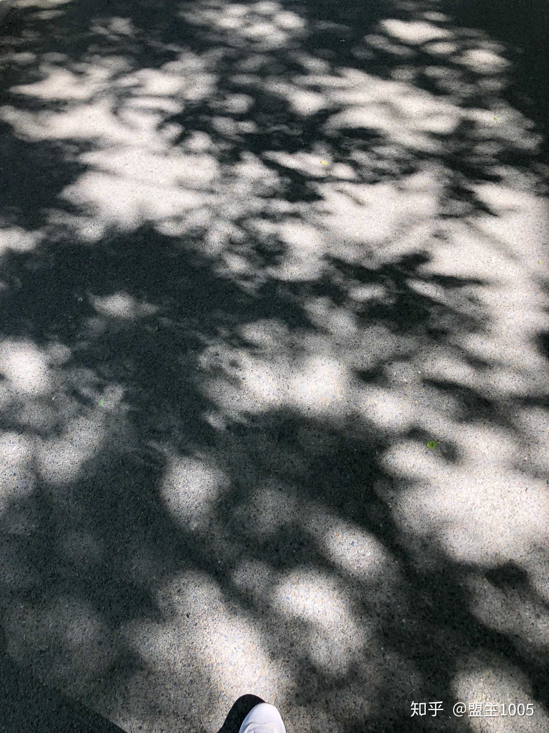 幽静的小路,斑驳的树影