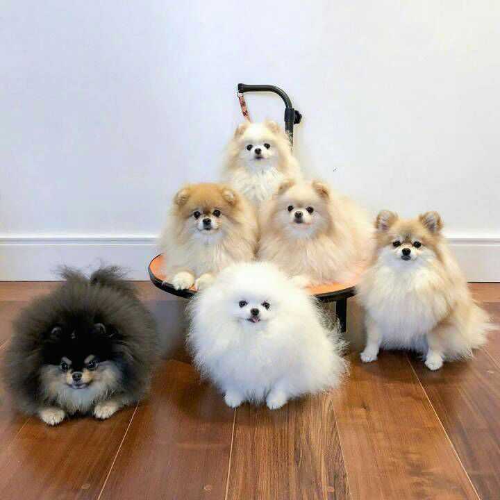 这是博美么?纯不纯.