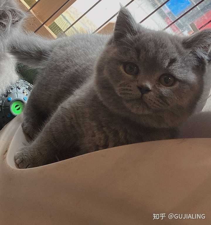 养猫的话英短和小蓝猫哪个好?