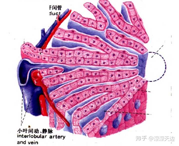 怎么理解肝细胞具有三种不同的界面