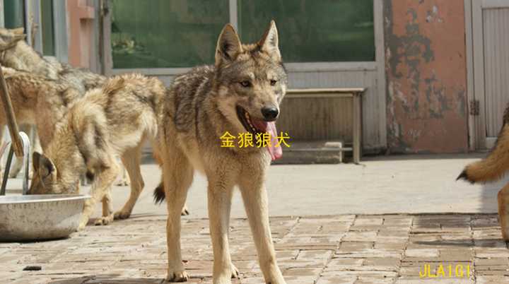 金狼狼犬