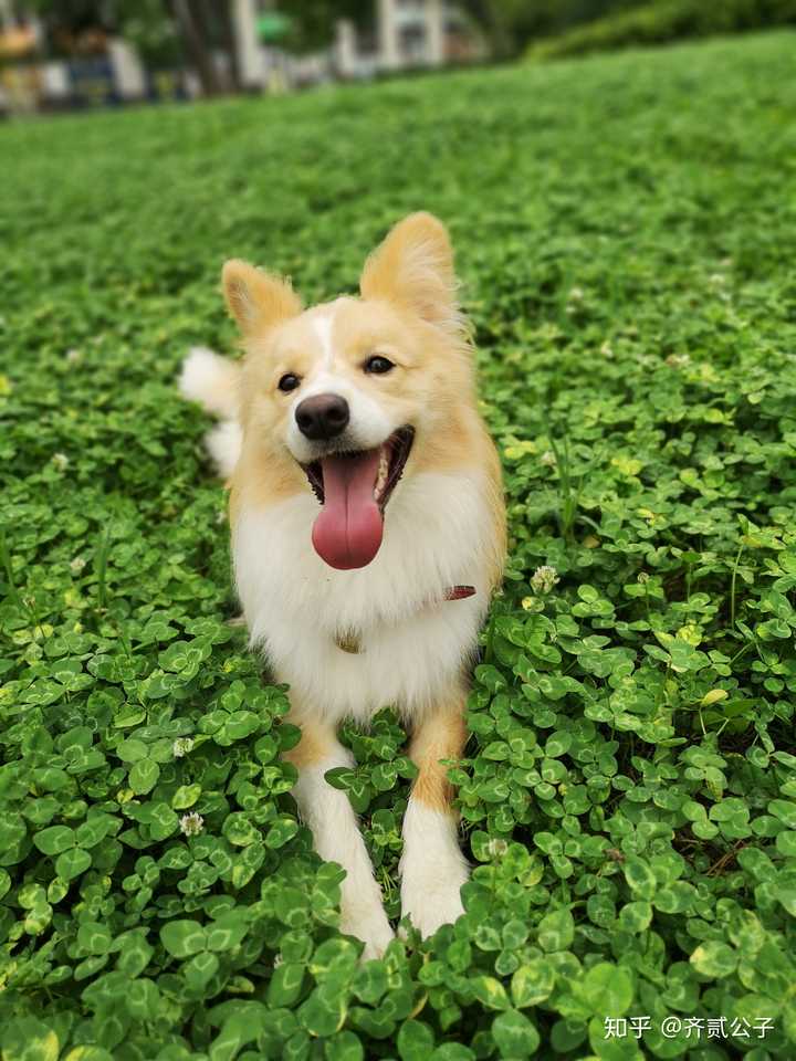 再来一张镇楼(谁说只有柴犬是微笑宝宝,我家边牧也是!)