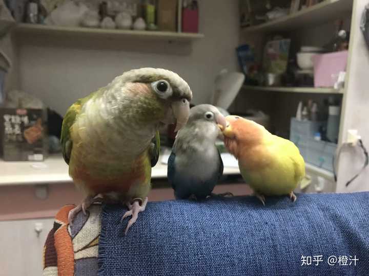 请问母鹦鹉害怕公鹦鹉怎么办