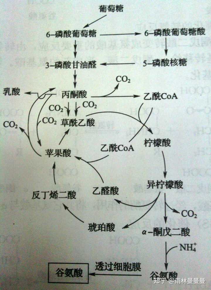 1 人 赞同了该回答 人体细胞进行的呼吸作用,经糖酵解和三羧酸循环