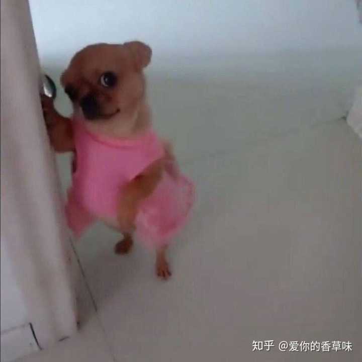 吉娃娃的表情包好沙雕啊,能不能分享一些?