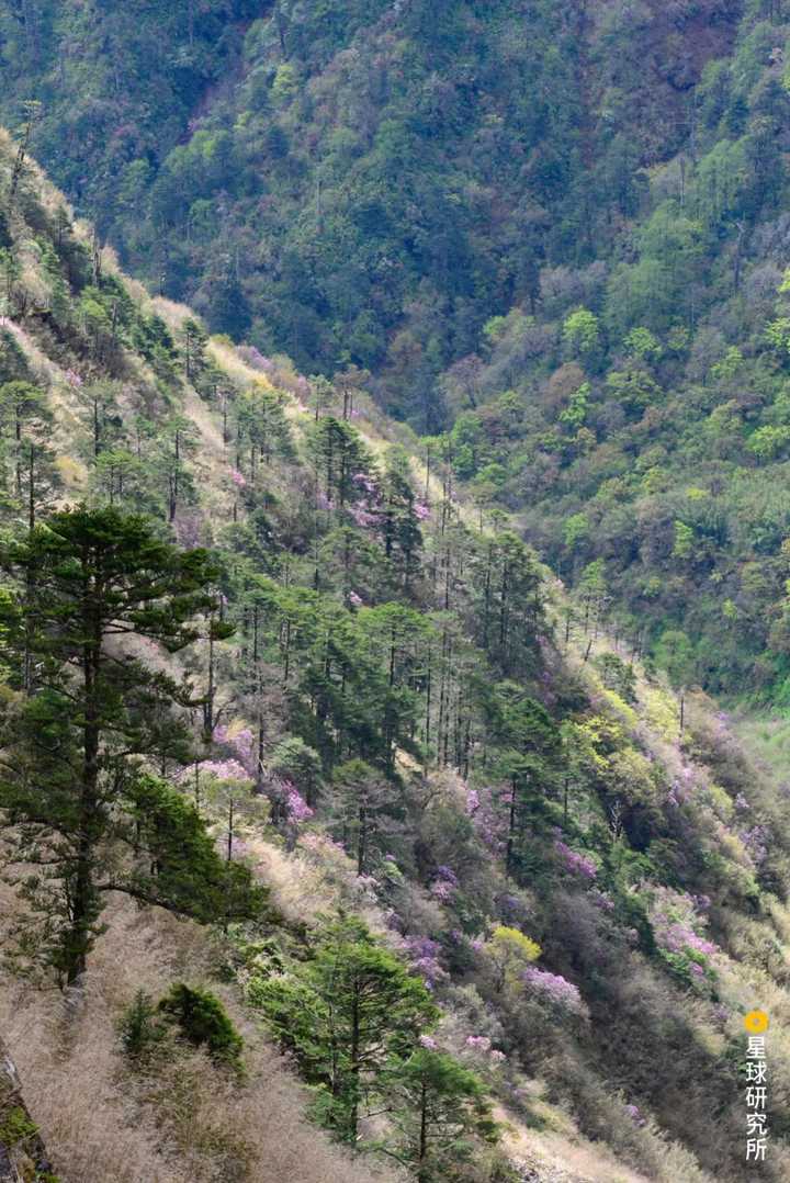 为什么说中国西南山地是一个重要的全球生物多样性热点地区?