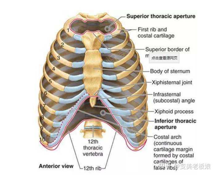 肋软骨是肋骨的前端部分,即下图的蓝色部分.