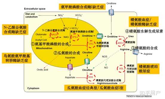 高氨血症的致病机制:基因突变→尿素循环障碍→大量氨分子在脑细胞中