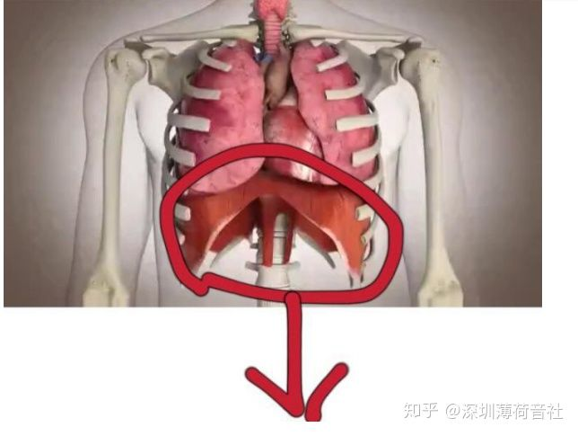 胸腹式呼吸 感觉是 肋骨扩张 小腹收紧把气吸到横膈肌下 肚脐上吗?