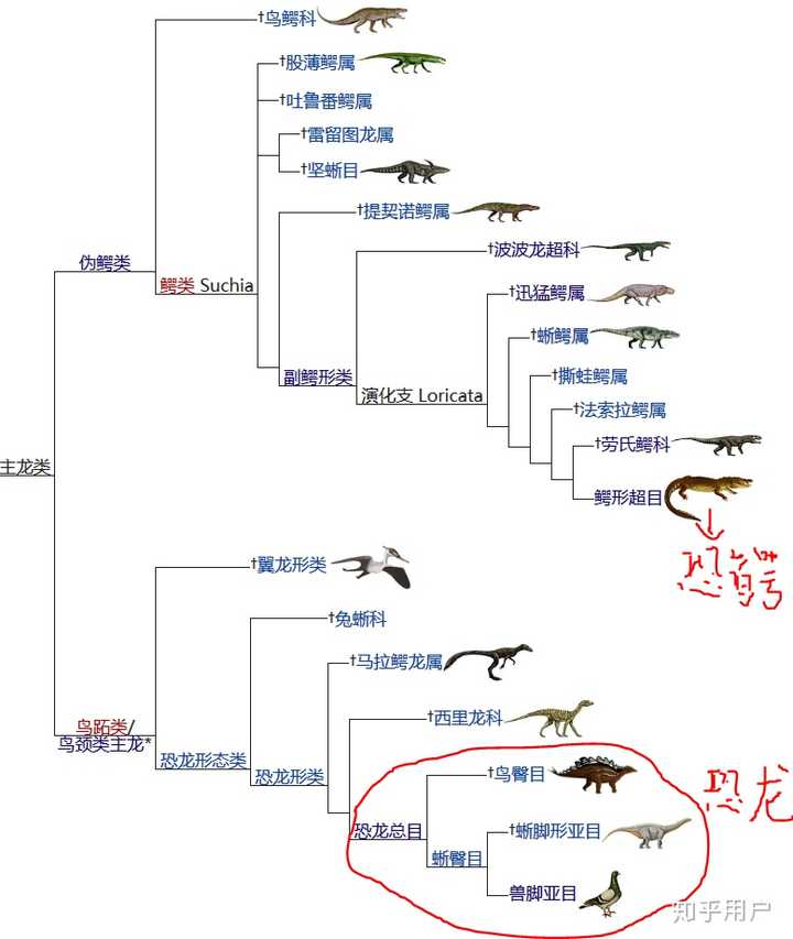 与恐龙同一时期的恐鳄为什么不是恐龙而是鳄鱼?