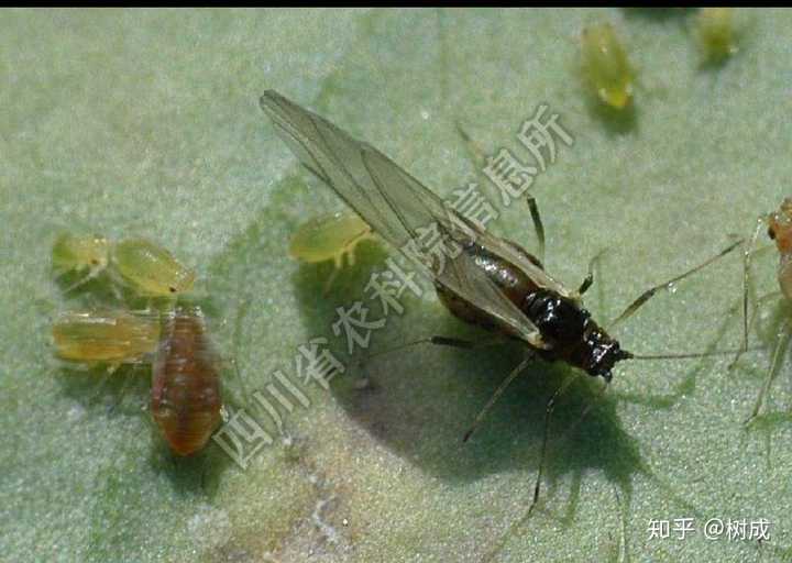 蚜虫在有性生殖时,变成黑色,有翅膀会飞.