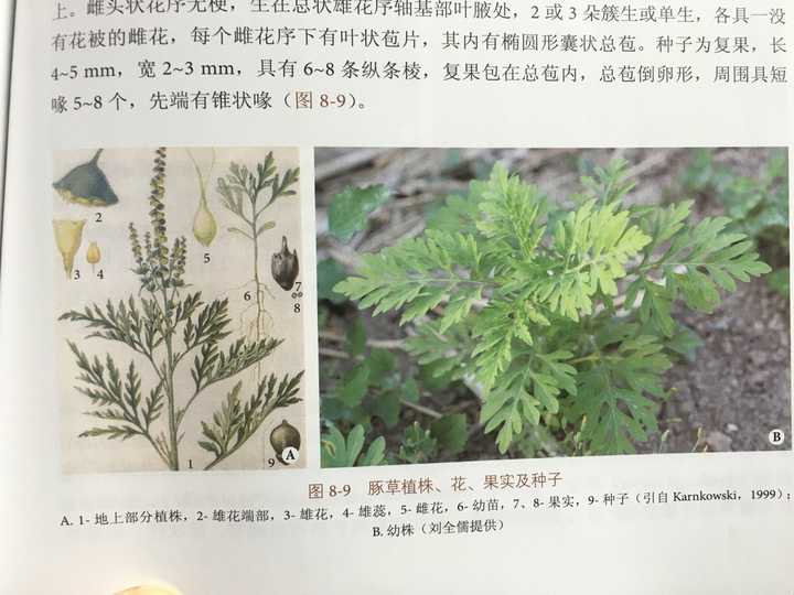 三裂叶豚草