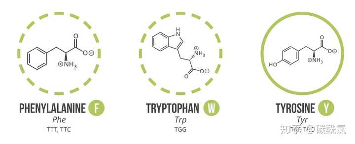 如在植物体内,三种带苯环的氨基酸(phe,tyr,trp)可由糖酵解中间产物