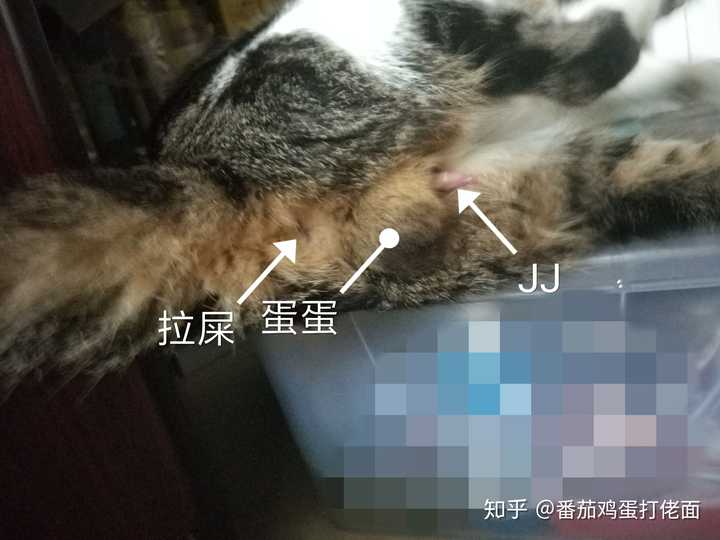 可以鉴别一下这只小猫是公的还是母的吗?