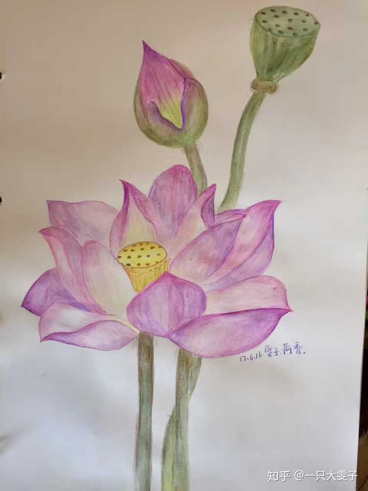 有哪些适合初学者临摹的彩铅画?