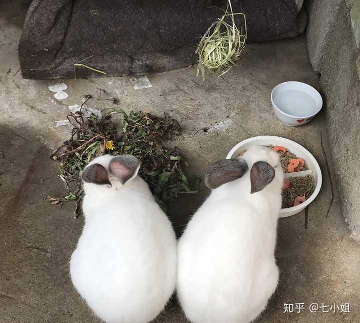 一个月左右的兔子只吃苜蓿草怎么办?不吃兔粮.