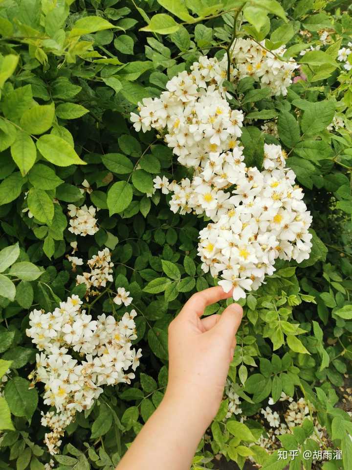 补充知识:宿迁小白花.爬藤月季,枝枝可冒充大多数月季/蔷薇.