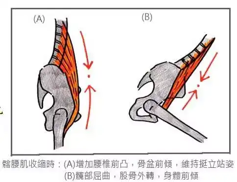 腰大肌在腹直肌深层, 使腰椎 前屈和 侧屈,内收髋关节.