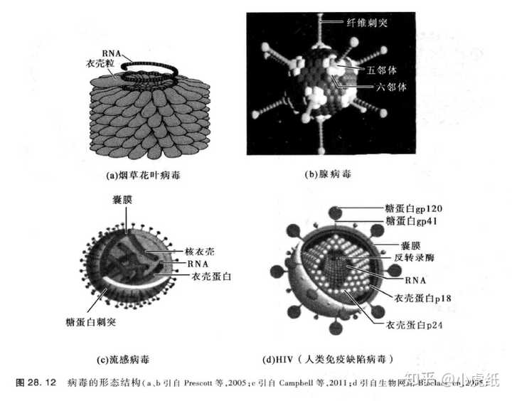 常见病毒示意图,图片来源[4]