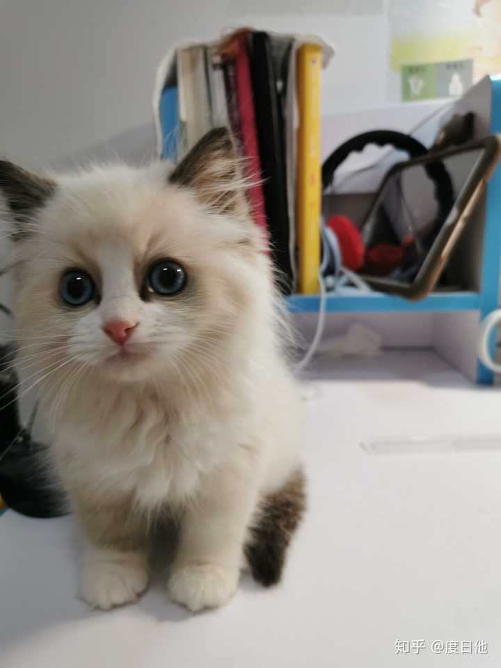 猫咪社区网址是多少啊?