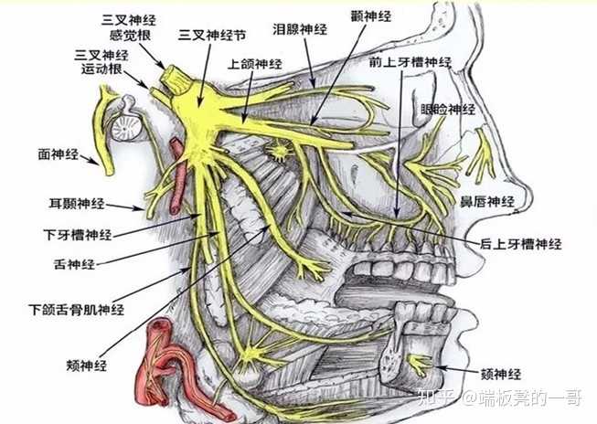 有真实案例的,武汉和上海各一粒 在武汉出现的这一例损伤面部的神经