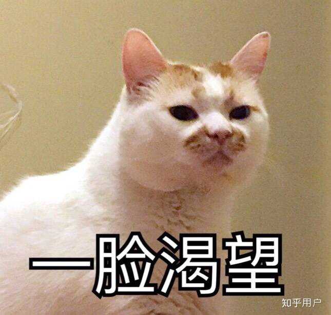 excuse me,当然要举爪我们可爱的楼楼小猫咪了. 直接上图!