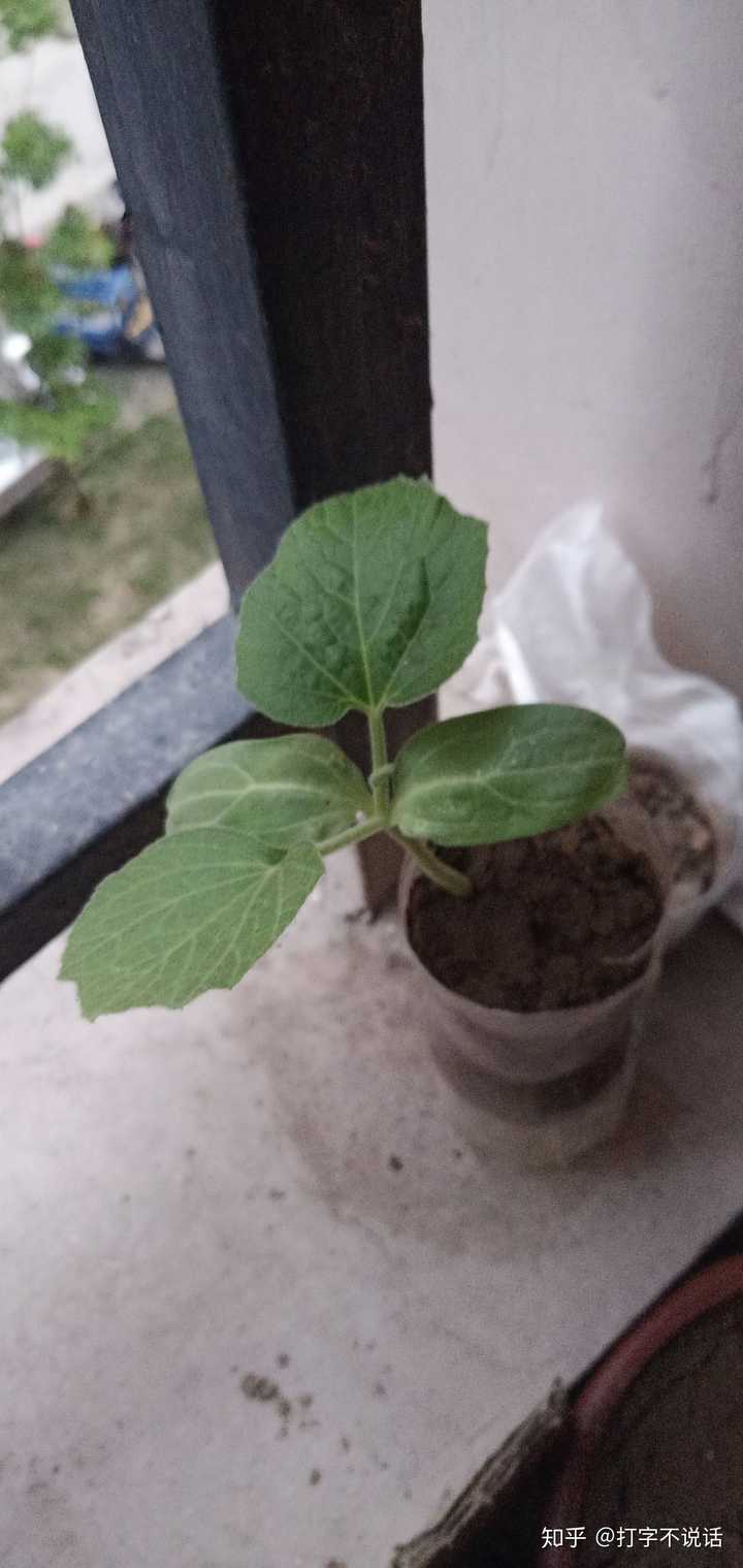 刚刚移植葫芦苗的时候不小心搞断了最底下的一小团根会有什么影响吗