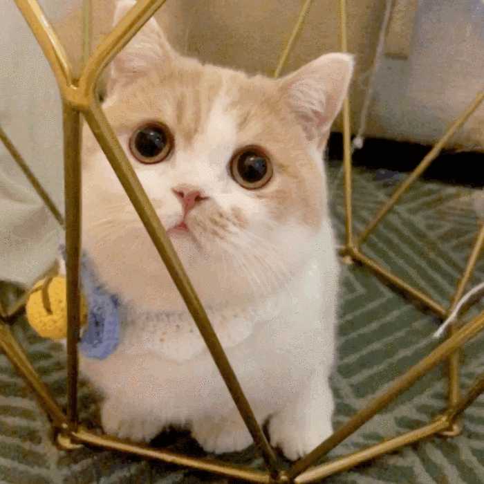 有这样的猫表情包的动图吗