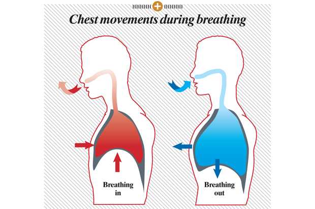 吸气时主要胸腔扩张,腹腔不动,呼气时胸腔缩小,腹腔基本不动