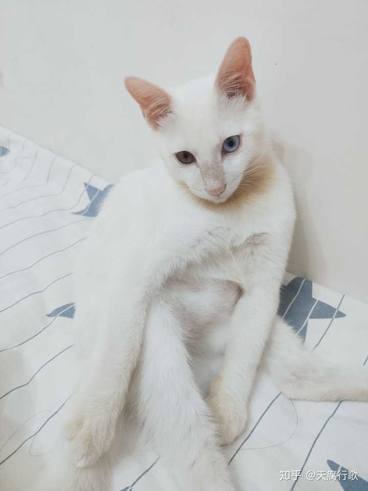 你家的猫都有哪些骚动作?
