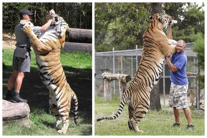 如何看待宁波动物园老虎咬人导致老虎被击毙事件?