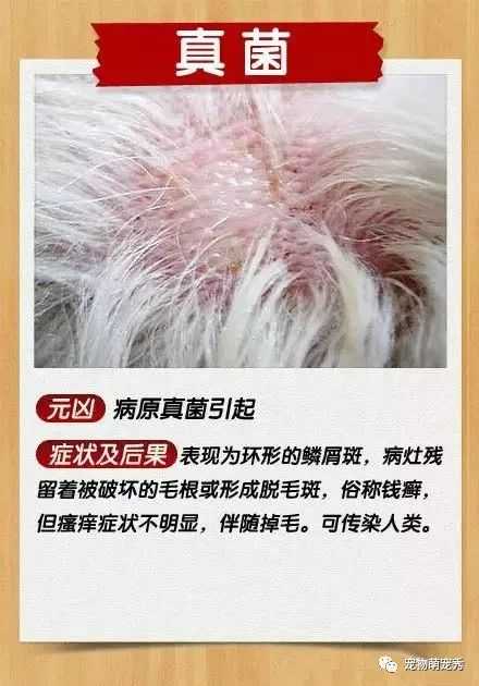 真菌性皮肤病产生的原因主要有三种:犬小孢子菌,石膏样小孢子菌,发