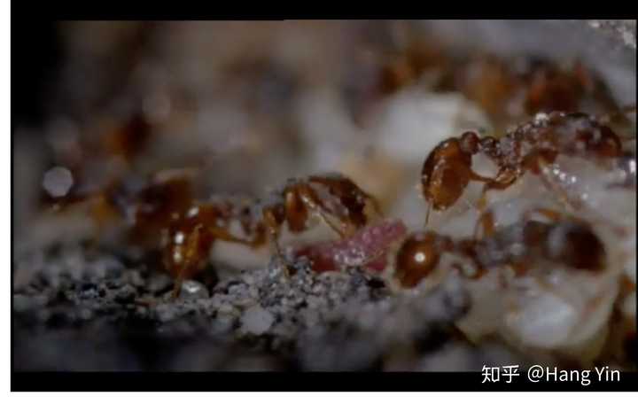 被蚂蚁拾起,搬到洞中喂养,甚至喂养灰蝶幼虫优先于自己的幼虫