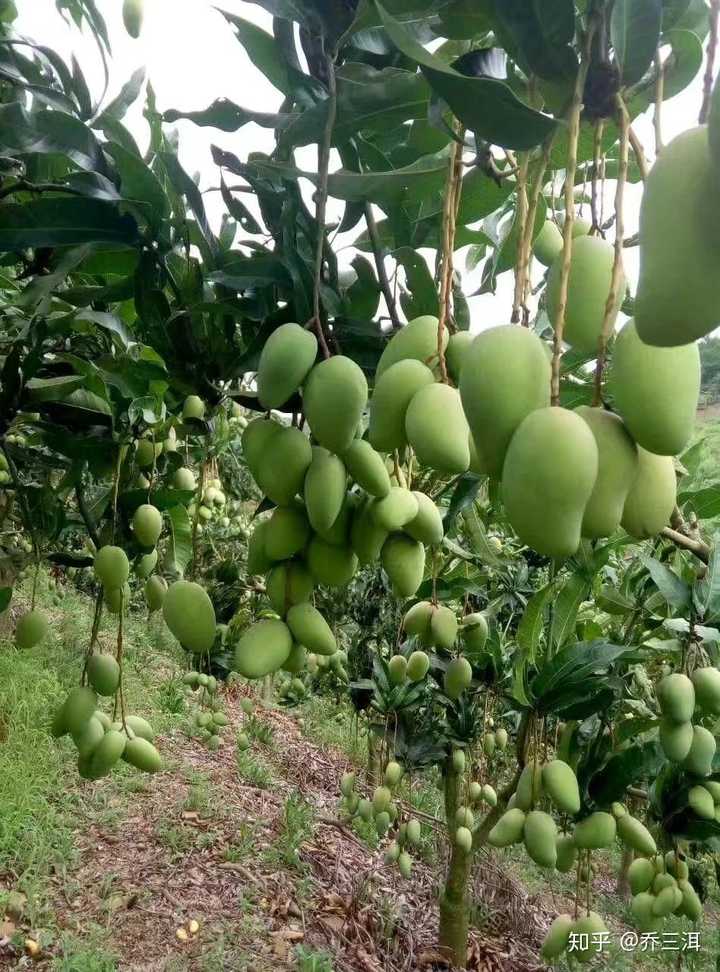 在我的印象里,田阳最多的水果是番茄和芒果.