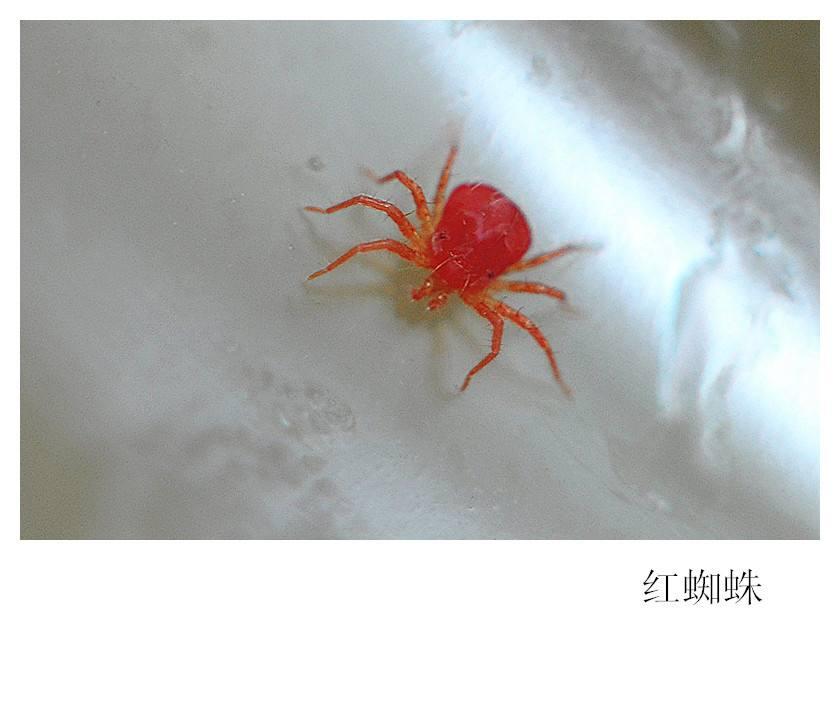 如何辨别害虫「红蜘蛛,怎样科学地防治 知乎
