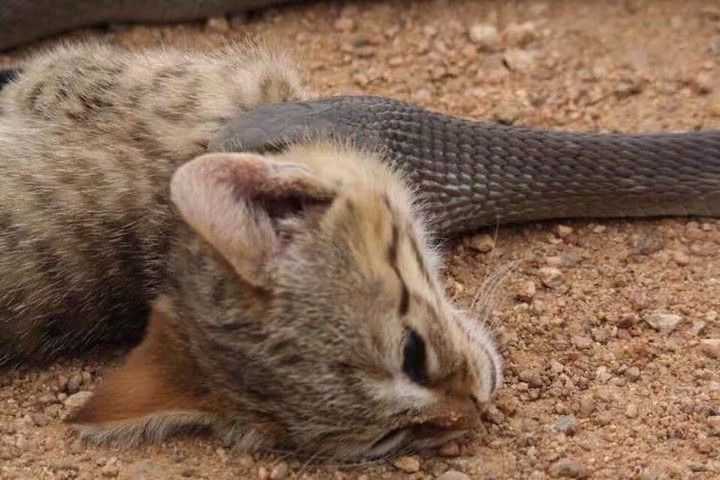 当然了不管它怕不怕都别把猫猫放出去打蛇啊 希望原生动物不要老是被