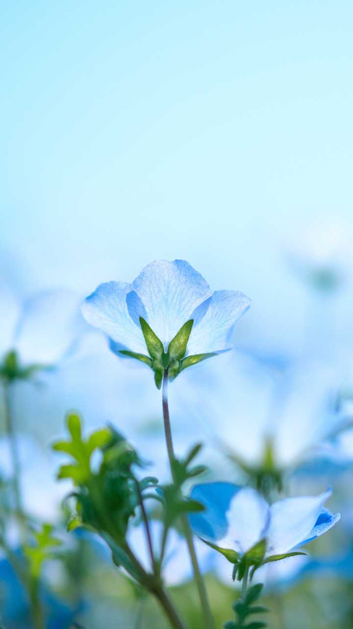 有哪些梦幻唯美意境深远开阔颜色淡雅以景为主的的壁纸或图片