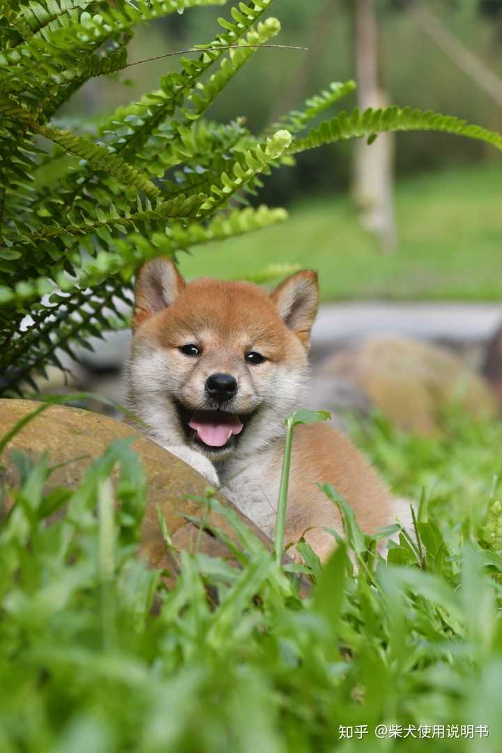 废话少说,四色柴犬我们先从经典色赤色说起(本文出现的狗子照片视频