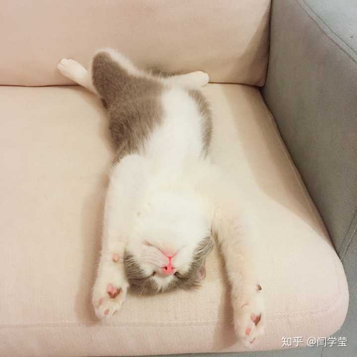 猫咪仰面朝天睡是表达信任了吗?